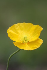 Yellow Flower
