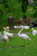 Co-existence between white flamingos and gooses on a hill