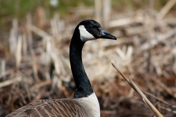 Canada Goose