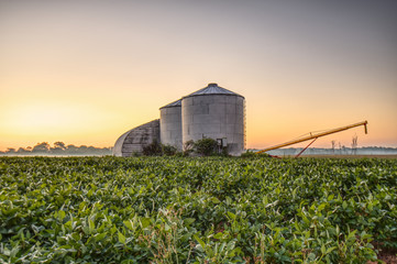Early morning in a soybean field with silos and a grain auger. © Joe