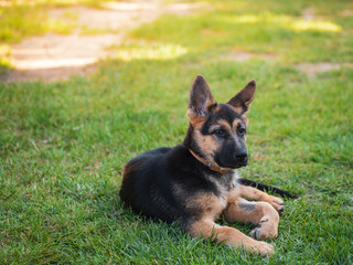 Playful puppy german shepherd dog lying nicely in the green grass
