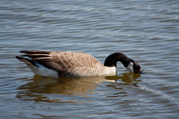 Canada Goose Face in Water