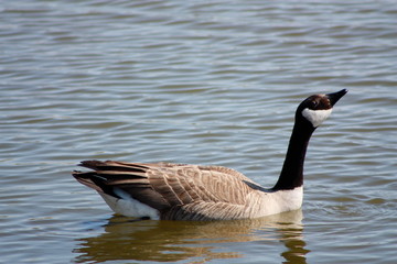 Canada Goose Looking Up 