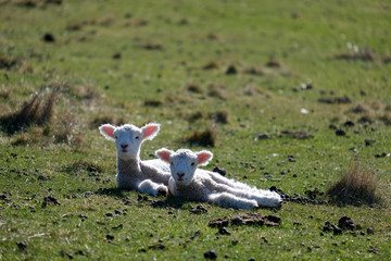 Lamb playing in a grassy field and sleeping © Brandan
