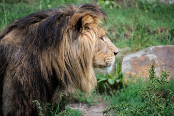 Asiatic lion (Panthera leo persica). A critically endangered species.