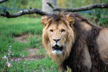 Asiatic lion (Panthera leo persica). A critically endangered species.