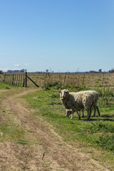 Fototapeta premium Obeja en la pampa