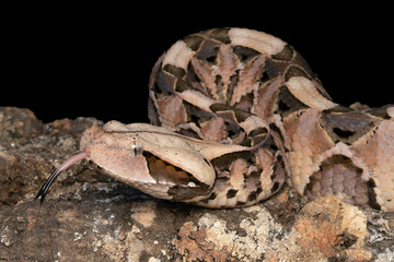 Fototapeta premium Young venomous Gaboon Viper (Bitis gabonica) with forked tongue