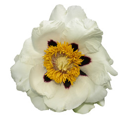 white flower isolated on a white background.