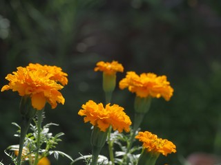 アフリカンマリーゴールドの花