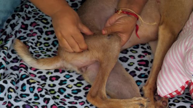 professional veterinarian massages carefully paralyzed hind paw of relaxed homeless dog in animal shelter