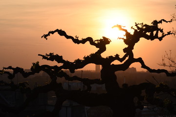 silhouette of tree in sunset
