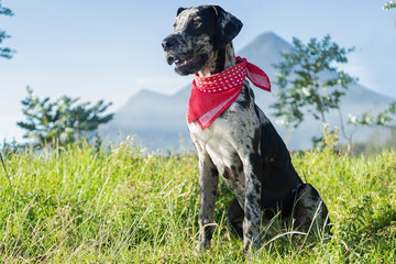 Great Dane sitting in the field with a volcano behind - dog with scarf - dog standing on a park