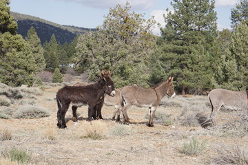 wild burros of Sugarloaf