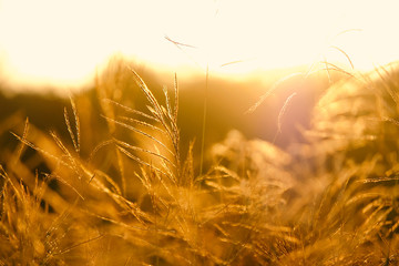 Abstract autumn grass in motion, shows movement of plant in farm field.