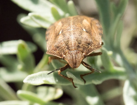 Tortoise Shield bug on Plant