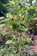 Growing Organic Green Peppers