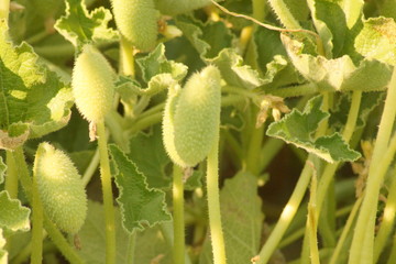 Eceabat Çanakkale Turcja