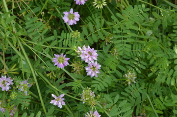 Crown Vetch, Coronilla varia,Cockington Village, Torquay. July 2019