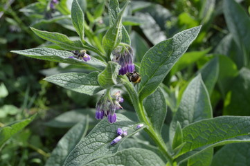 Comphrey, Symphytum officinale,Cockington Village, Torquay. July 2019