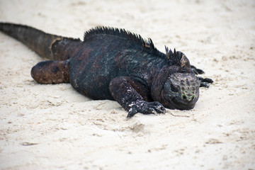 Galapagos Marine Iguanas