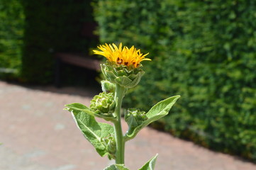 Elecampane. Inula helenium in Buckfast Abbey, Devon, England, July 2019