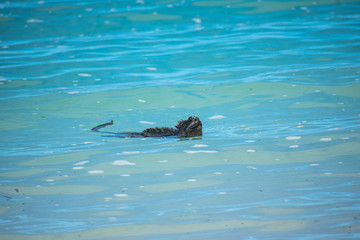 Fototapeta premium Galapagos Marine Iguanas