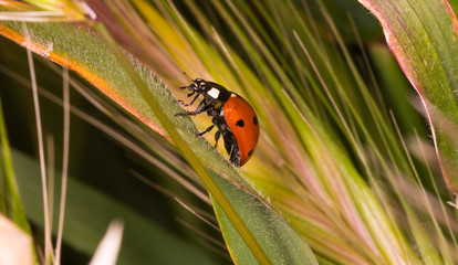 coccinelle