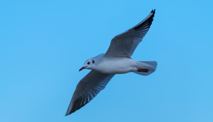 mouette