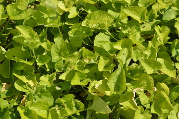 Leaves of Viola odorata in Buckfast Abbey, Devon, England, July 2019