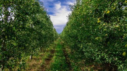 Fototapeta na wymiar row of pear trees. Several pears are seen hanging from the tree branches. Sunny day at the farm.