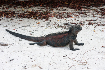 Galapagos Marine Iguanas