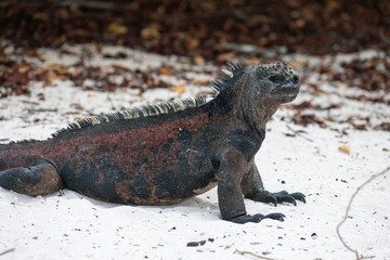 Galapagos Marine Iguanas