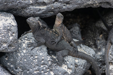 Galapagos Marine Iguanas