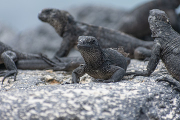 Galapagos Marine Iguanas