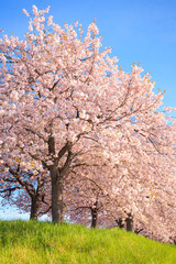Obraz na płótnie Canvas Cherry blossom in full bloom