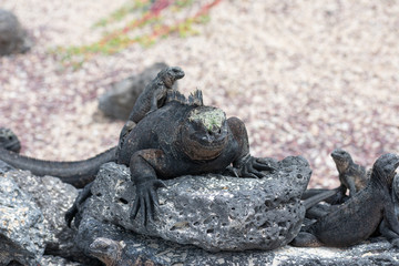 Galapagos Marine Iguanas