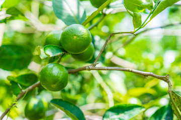 Green limes on a tree in the garden,excellent source of vitamin C