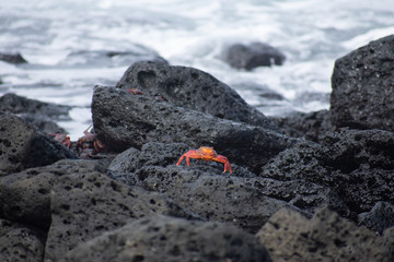 Galapagos Red Crabs