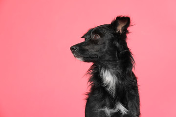 Cute long haired dog on pink background
