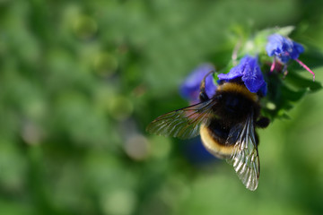 Closeup of a hairy Bumblebee looking for nectar in summer in a blue blossom, against green background