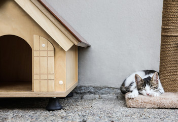 Cute little cat lying on scratching post near pet house outdoors