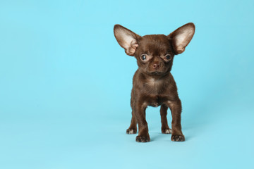 Cute small Chihuahua dog on light blue background. Space for text
