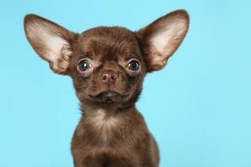 Cute small Chihuahua dog on light blue background