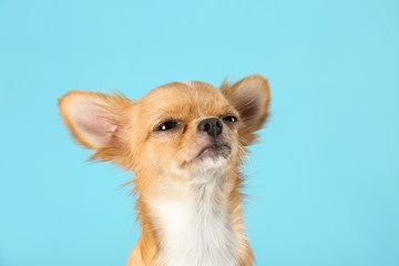 Cute small Chihuahua dog on light blue background