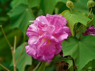 flor