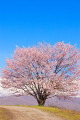 Obraz na płótnie Canvas Cherry blossom in full bloom