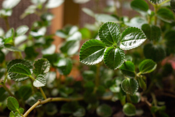 © Esther Assis da Costa