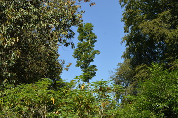 Trees at Greenways, Devon
