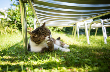 tabby white british shorthair cat lying on grass grooming fur in the shade of a sun bed on a hot...